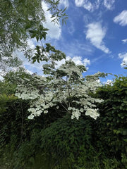 Chinesischer Blumenhartriegel Strauch mit weißen Blüten vor blauem Himmel