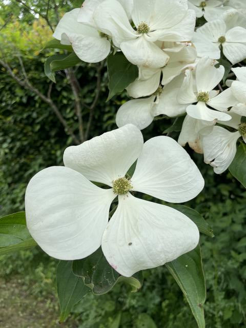 Chinesischer Blumenhartriegel weiße Blüte mit vier Blättern