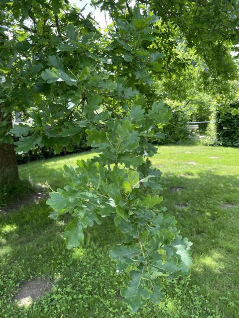 Zweig einer Eiche mit grünen gezackten Blättern