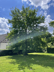 Eiche Baum auf Rasenfläche vor einem Haus und blauem Himmel
