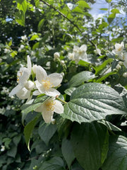 Kleine weiß-gekbe Blüten des europäischen Pfeifenstrauchs in Nahaufnahme