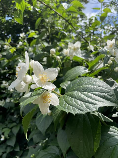 Kleine weiß-gekbe Blüten des europäischen Pfeifenstrauchs in Nahaufnahme