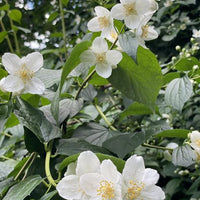 Einige Zweige des Europäischen Pfeifenstrauchs mit kleinen weißen Blüten