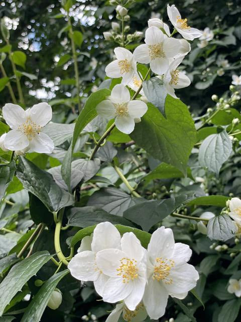 Einige Zweige des Europäischen Pfeifenstrauchs mit kleinen weißen Blüten