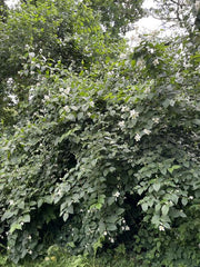 Europäischer Pfeifenstrauch gesamt und blühend