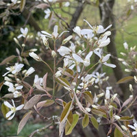 Kuper Felsenbirne Zweig mit kleinen weiße Blüten