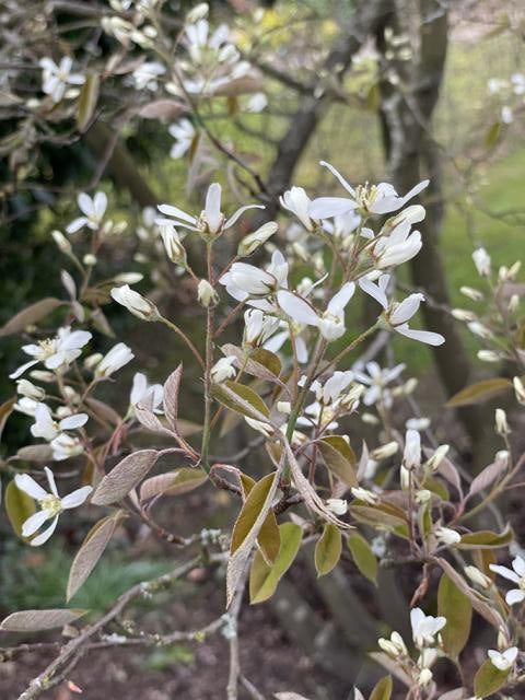 Kuper Felsenbirne Zweig mit kleinen weiße Blüten