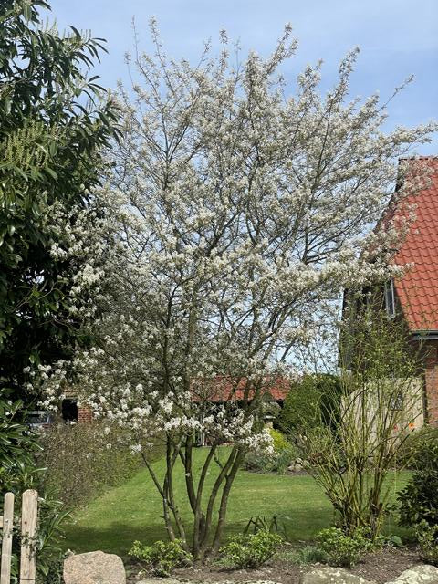 Kuper Felsenbirne blühender Strauch