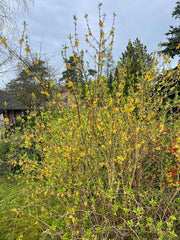 Forsythie Strauch gelb blühend