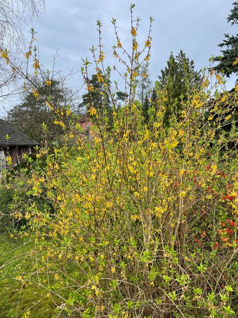 Forsythie Strauch gelb blühend