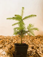 Weihnachtsbox Nordmanntanne im Topf