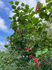 Gewöhnlicher Schneeball mit Frucht