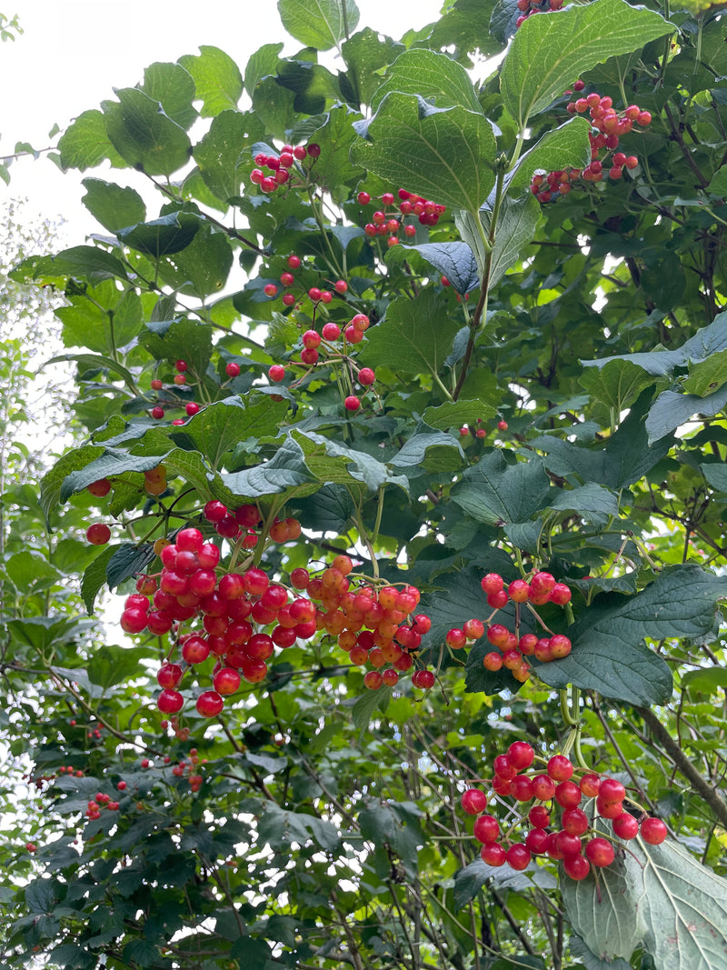 Früchte des Gewöhnlichen Schneeballs