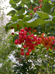 Früchte des Gewöhnlichen Schneeballs