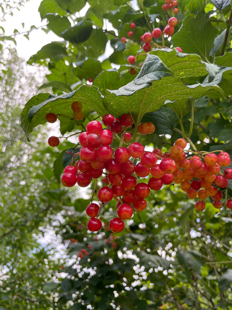 Früchte des Gewöhnlichen Schneeballs