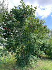 Gewöhnlicher Schneeball als Busch