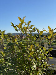 Grüne Zweige der Glanzmispel vor blauem Himmel