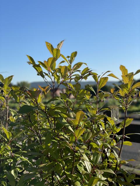 Grüne Zweige der Glanzmispel vor blauem Himmel