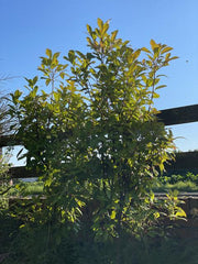 Kleiner Glanzmispelstrauch mit grünen Blättern in der Sonne