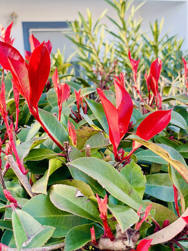 Leuchtend rote und grüne Blätter einer Glanzmispelhecke vor einem Haus