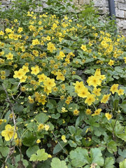 Golderdbeere Bodendecker viele gelbe Blüten