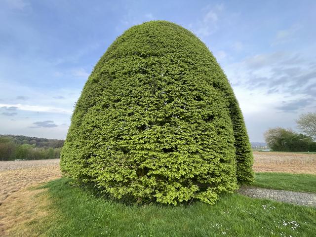 Hainbuche Formschnitt