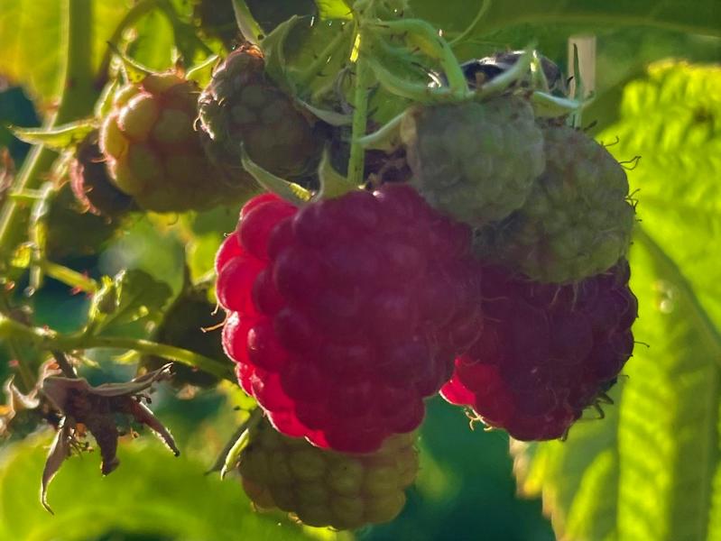 Himbeere Frucht rot