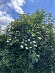 Holunder Strauch buschig groß mit weiße Blüten in Gartenumgebung