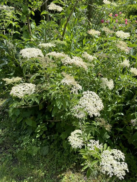 kleiner Holunderstrauch mit vielen weißen Blüten