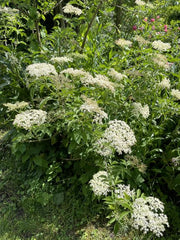 kleiner Holunder Strauch mit weißen Blüten
