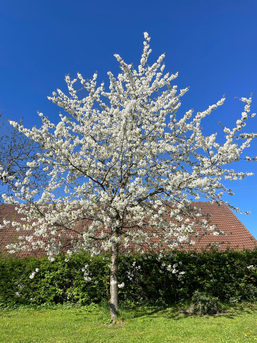 Kirschbaum in der Frühlingsblüte