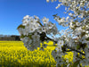 Kirschblüte vor Rapsfeld