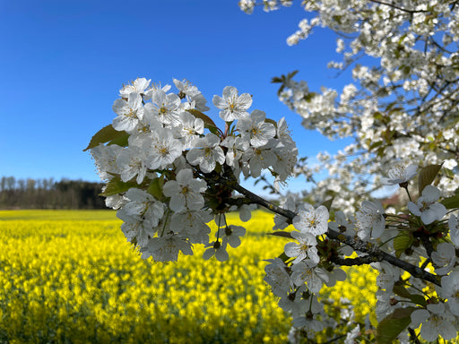 Kirschblüte vor Rapsfeld