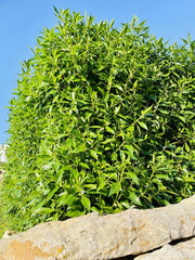 Kirschlorbeer mediterran