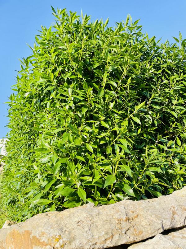 Kirschlorbeer mediterran