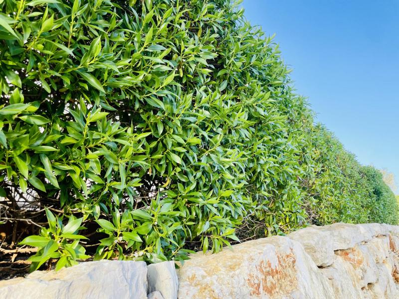 Kirschlorbeer auf Steinmauer mediterran