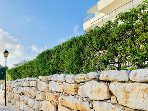 Kirschlorbeer als Hecke - Topf/Containerpflanzen