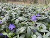 Blaues kleines Immergrün Bodendecker Beet