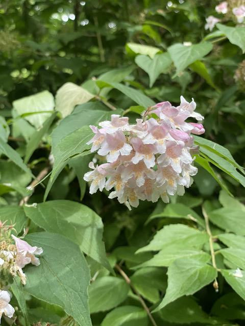 Blüte des Perlmusstrauchs in Nahaufnahme mit grünen Blättern