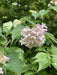 Blüte des Perlmusstrauchs in Nahaufnahme mit grünen Blättern