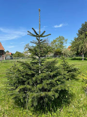 Nordmanntanne in Einzelstellung