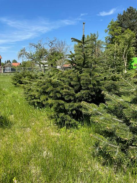 Nordmanntanne in Plantage