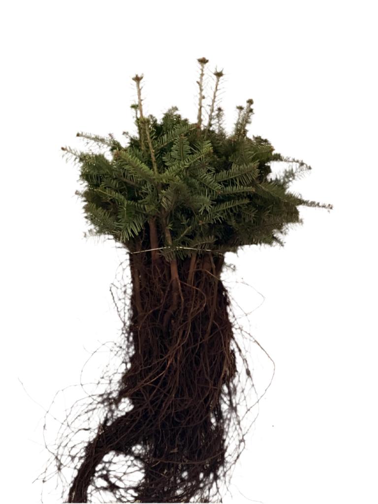 Nordmanntanne - Wurzelware