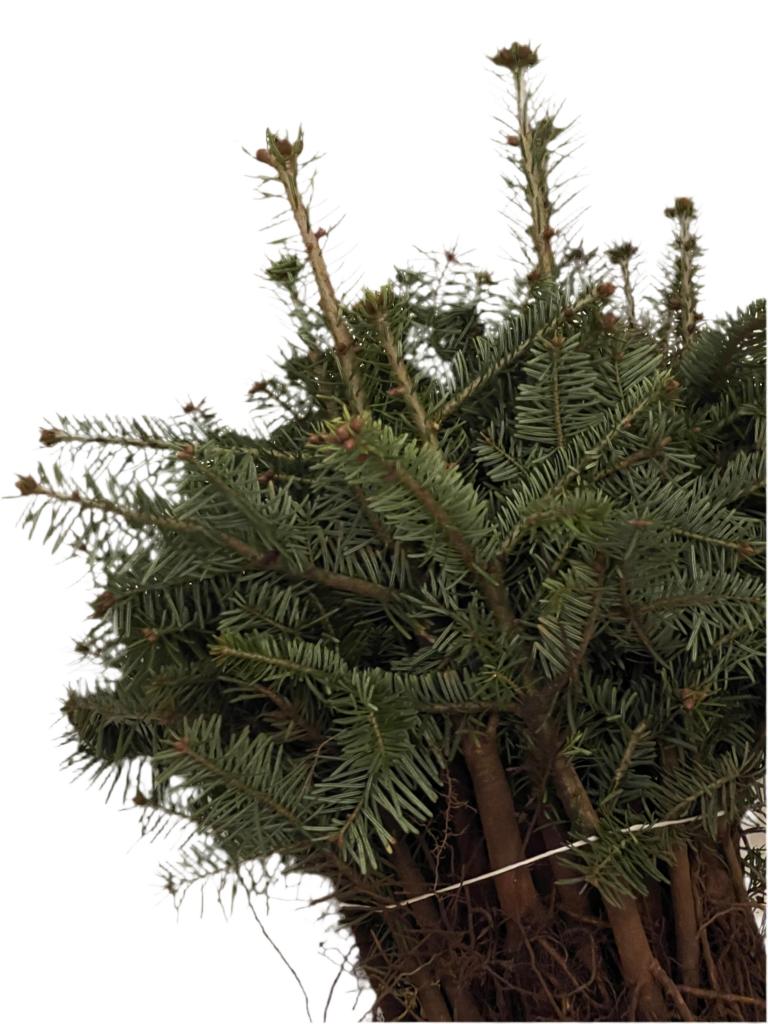 Nordmanntanne - Wurzelware