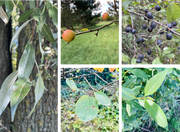 Pflanzen für Schmetterlinge