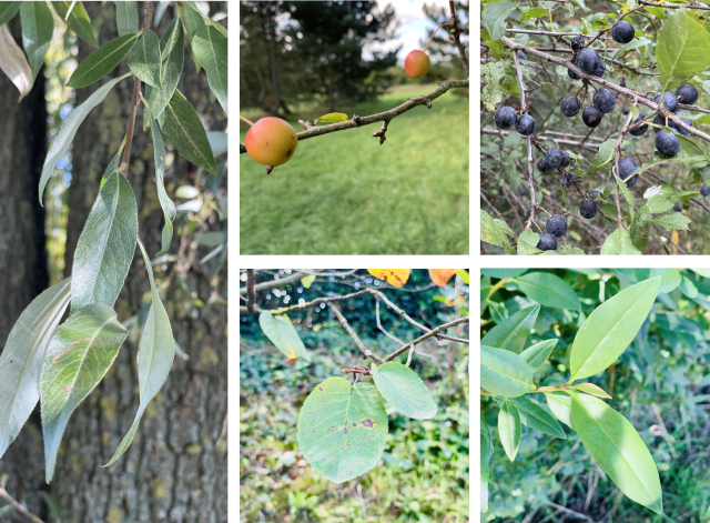 Pflanzen für Schmetterlinge