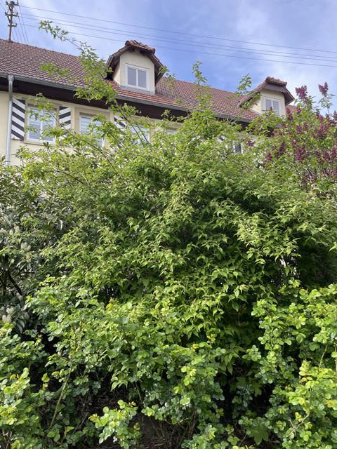 Perlmuttstrauch mit grünen Blttern gesamt