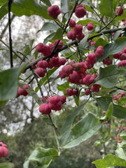Pfaffehütchen Früchte rot