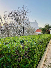 Portugiesischer Kirschlorbeer Hecke