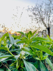 Portugiesischer Kirschlorbeer Blüte